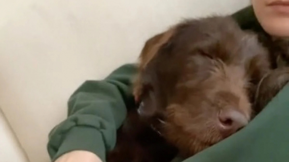 Illustration : Comblée par sa sortie avec une bénévole, une petite chienne de refuge la remercie de la plus tendre des manières (vidéo)