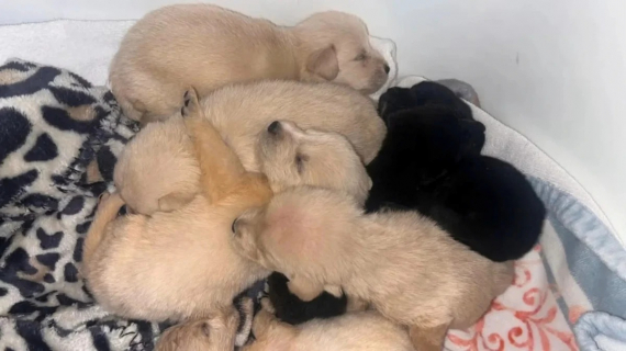 Illustration : Face à 11 chiots abandonnés, un couple se mobilise et entraîne tout son voisinage dans un sauvetage émouvant