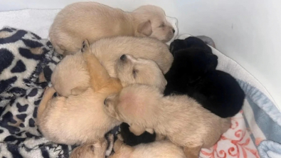 Illustration : "Face à 11 chiots abandonnés, un couple se mobilise et entraîne tout son voisinage dans un sauvetage émouvant"