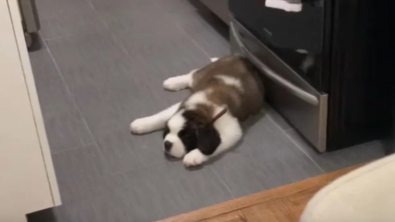 Illustration : "Après avoir adopté un chiot Saint-Bernard, sa maîtresse ne s’attendait pas à ce qu’il grandisse si vite (vidéo)"