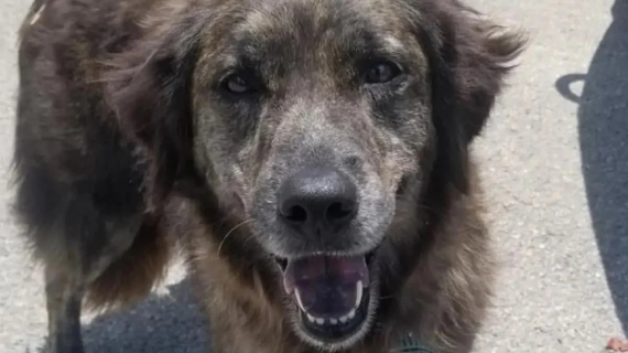 Illustration : Après une disparition de 7 mois, l’équipe d’un refuge municipal retrouve cette chienne de 10 ans et peut la rendre à sa maîtresse