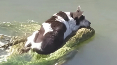 Illustration : "Portée par le courant d'un canal, cette chienne coincée sur un caddie a survécu grâce à la ténacité des pompiers"