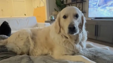 Illustration : "Un Golden Retriever doté d’une empathie exacerbée émeut ses maîtres lorsqu’il réagit aux images de bébés animaux à la télévision (vidéo)"