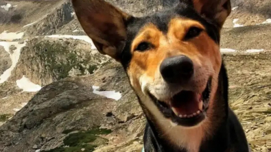 Illustration : "Recueillie par sa maîtresse à l’âge de 6 mois, une chienne de 11 ans est élue “animal de compagnie le plus heureux du monde”"