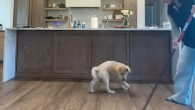 Illustration : "Un chiot plein d’énergie cherche à défendre sa maîtresse du “monstre serpillière” qui l’attaque alors qu’elle essaie désespérément de faire le ménage (vidéo)"