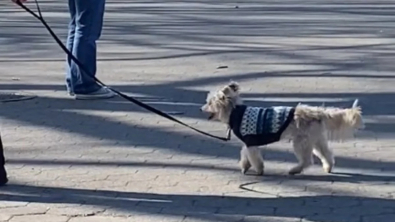 Illustration : "Atteint d’un trouble neurologique, la démarche de ce petit chien a fait la joie de millions de personnes (vidéo)"