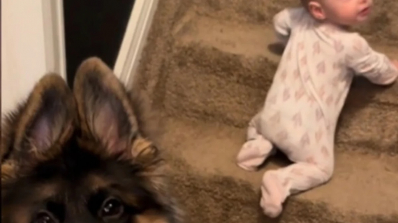 Illustration : Quand un chiot coache sa sœur humaine pour grimper un escalier, cela augure de futures années de bêtises (vidéo)