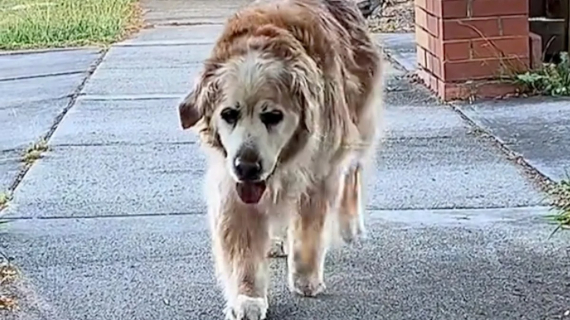 Illustration : Ce chien de 16 ans est si heureux quand il voit sa maîtresse qu’il repousse ses limites pour courir vers elle (vidéo)