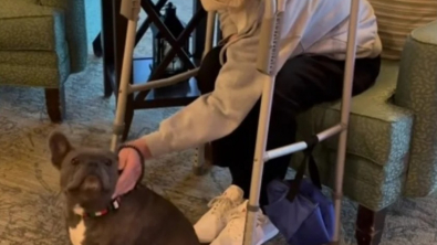 Illustration : "Un Bouledogue Français rend visite tous les samedis aux pensionnaires d’une maison de retraite pour leur apporter de l’affection"