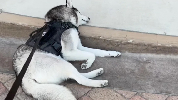 Illustration : En pleine balade, un Husky a décrété que le chemin emprunté ne lui convient pas, il se couche donc en pleine rue (vidéo)