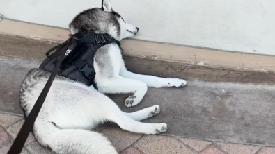 Illustration : "En pleine balade, un Husky a décrété que le chemin emprunté ne lui convient pas, il se couche donc en pleine rue (vidéo)"