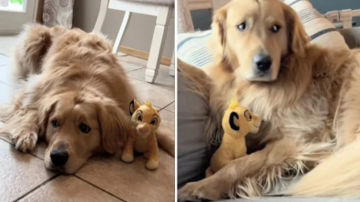 Illustration : "Ce Golden Retriever né avec un look amusant semble apprécier les peluches qui lui ressemblent (vidéo)"