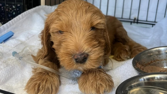 Illustration : Un chiot d’élevage arrivé au sein d’une association dans un état critique s’accroche à la vie et déjoue les pronostics
