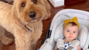 Illustration : "Attristé par le départ pour la crèche de sa “petite sœur”, un Goldendoodle lui réserve un accueil des plus chaleureux à son retour (vidéo)"