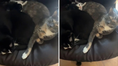 Illustration : "Après avoir recueilli un chaton en famille d’accueil, les 2 chats de cette bénévole refusent de laisser partir le petit (vidéo)"