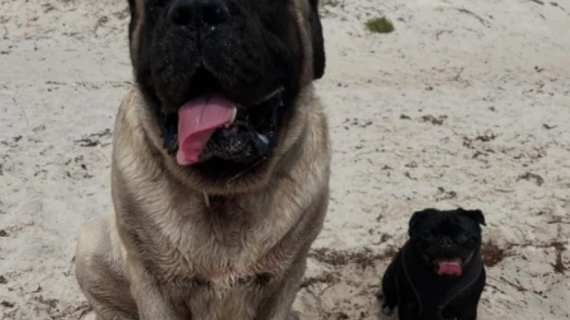 Illustration : Un duo improbable, formé par un Mastiff et un Carlin, s’amuse sur la plage et profite d’un moment privilégié (vidéo)