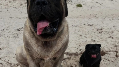 Illustration : Un duo improbable, formé par un Mastiff et un Carlin, s’amuse sur la plage et profite d’un moment privilégié (vidéo)