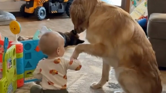 Illustration : Ses petits humains partis à l’école, un Golden Retriever en mal d’amour tente adorablement sa chance auprès du bébé (vidéo)