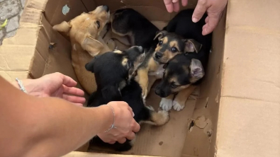 Illustration : "8 chiots abandonnés dans un carton devant un refuge attendent avec impatience une famille aimante (vidéo)"