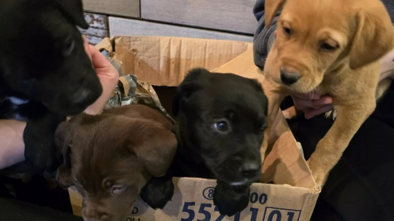 Illustration : Déposés derrière une voiture par -10°C, 4 chiots ont pu être sauvés grâce à l’attention des bénévoles d’un refuge