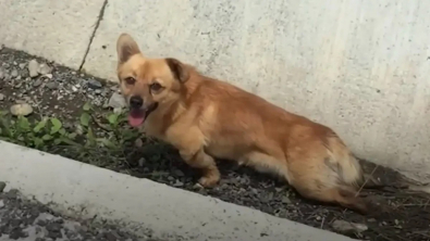 Illustration : "Abandonné au bord de la route après avoir été renversé, un chien paralysé des pattes arrière est secouru et se rétablit alors que personne ne s’y attendait"