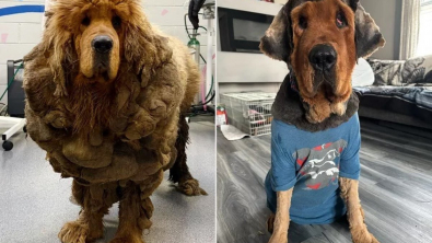 Illustration : "Opérée pour lui retirer plus de 13 kilos de fourrure, d’urine et d’excréments, une femelle Mastiff Tibétain attend sa nouvelle famille (vidéo)"