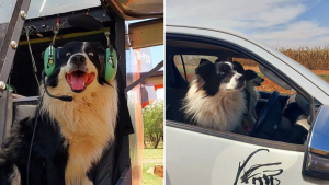 Illustration : "Grâce à sa truffe, ce Border Collie vient en aide aux animaux sauvages blessés (vidéo)"
