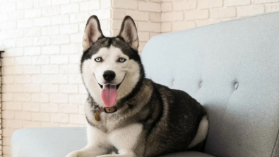 Illustration : "Un Husky devient le plus adorable des grands frères pour un chiot recueilli en famille d’accueil (vidéo)"