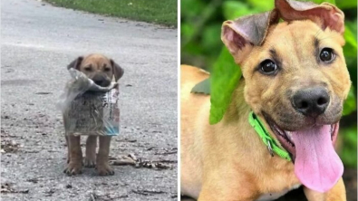 Illustration : "20 photos de chiens dont l'apparence a été transformée grâce à l'amour de leurs sauveurs"