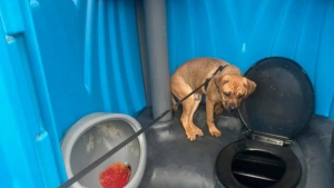Illustration : "Abandonné dans des toilettes de chantier, un chiot de 8 mois effrayé est sauvé par un passant et trouve une fin heureuse"