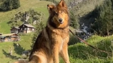 Illustration : "Un chien-loup vit un moment inoubliable dans les Alpes suisses grâce à ses maîtres, férus de voyage et de randonnée (vidéo) "