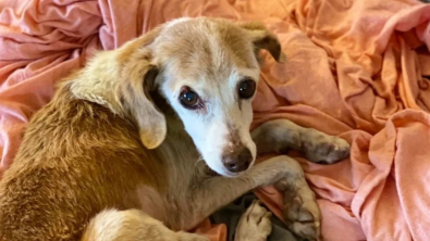 Illustration : Un chien de 14 ans abandonné au bord de la route a trouvé une famille auprès de qui il a passé une dernière année remplie d’amour