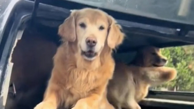 Illustration : Une bande de Golden Retrievers déborde d’enthousiasme en rencontrant cette jeune femme émerveillée de les voir (vidéo)