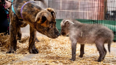 Illustration : Adopté dans un refuge par un zoo, un chiot réconforte un jeune loup à crinière qui vient de perdre sa maman