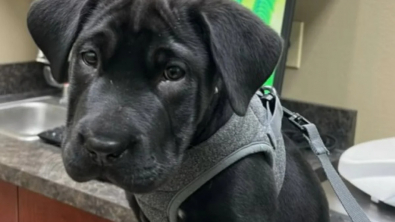 Illustration : "Cette femme pensait adopter un Labrador, mais elle a été surprise en découvrant qu’il s’agissait d’une race tout à fait différente (vidéo)"