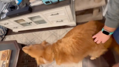 Illustration : "Ce Golden Retriever a sa manière bien à lui de réclamer les câlins de ses maîtres (vidéo)"