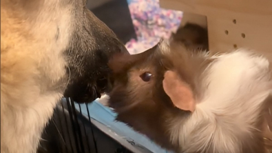 Illustration : "Une femelle Berger Allemand de 14 ans se prend d’amitié pour les 2 cochons d’Inde de sa maîtresse (vidéo)"