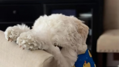 Illustration : Cet adorable Goldendoodle est passionné du jeu de cache-cache (vidéo)
