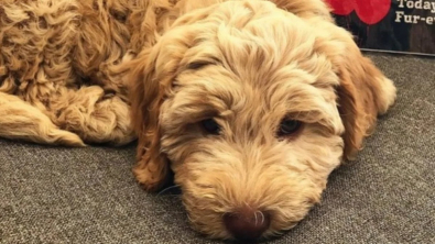 Illustration : 14 photos émouvantes et adorables de chiots arrivés dans leur nouveau foyer pour la vie