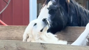 Illustration : "Un Chien de Montagne des Pyrénées et une jument vivent une “histoire d’amour” aussi insolite qu’émouvante (vidéo)"