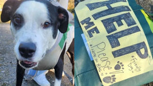 Illustration : "Un nouveau départ pour un chien découvert par un passant, attaché à un poteau, avec une lettre et de l’argent"
