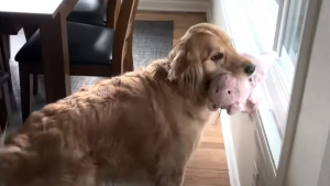 Illustration : "Ce Golden Retriever aime se faire des amis en leur offrant son jouet favori, et apporte la joie partout où il va (vidéo)"