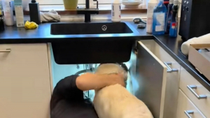 Illustration : "Un plombier a le meilleur des assistants avec ce Golden Retriever consciencieux (vidéo)"
