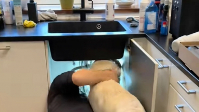 Illustration : Un plombier a le meilleur des assistants avec ce Golden Retriever consciencieux (vidéo)