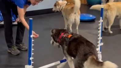 Illustration : Ces 5 Huskies Sibériens débordant d’enthousiasme profitent d’une séance d’agility pour leur plus grand plaisir (vidéo)