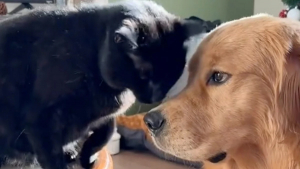 Illustration : "Un chat et un chien témoignent de leur amitié dans une scène attendrissante (vidéo)"