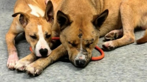 Illustration : "Après avoir été séparé de sa sœur pendant près d’une semaine suite à un abandon, ce chien parcourt des kilomètres pour la retrouver (vidéo)"