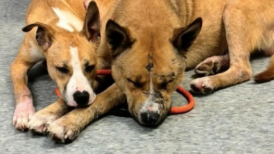 Illustration : "Après avoir été séparé de sa sœur pendant près d’une semaine suite à un abandon, ce chien parcourt des kilomètres pour la retrouver (vidéo)"