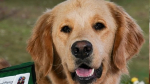 Illustration : "Un Golden Retriever apporte la joie et le réconfort aux enfants d’un hôpital et devient leur chouchou"
