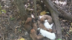 Illustration : "Sauvée par des randonneurs, cette chienne affamée et affaiblie a pris soin de ses 10 chiots nés dans la forêt"